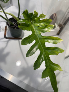 Philodendron Bob Cee #09