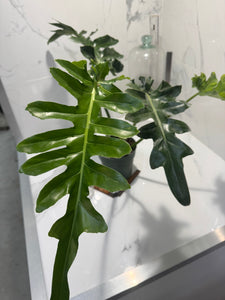 Philodendron Bob Cee #09