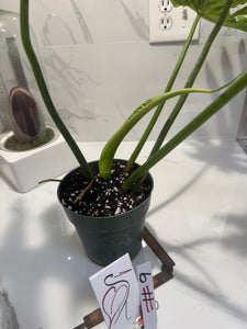 Philodendron Bob Cee #09