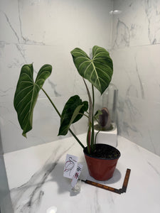 Philodendron Gloriosum #91