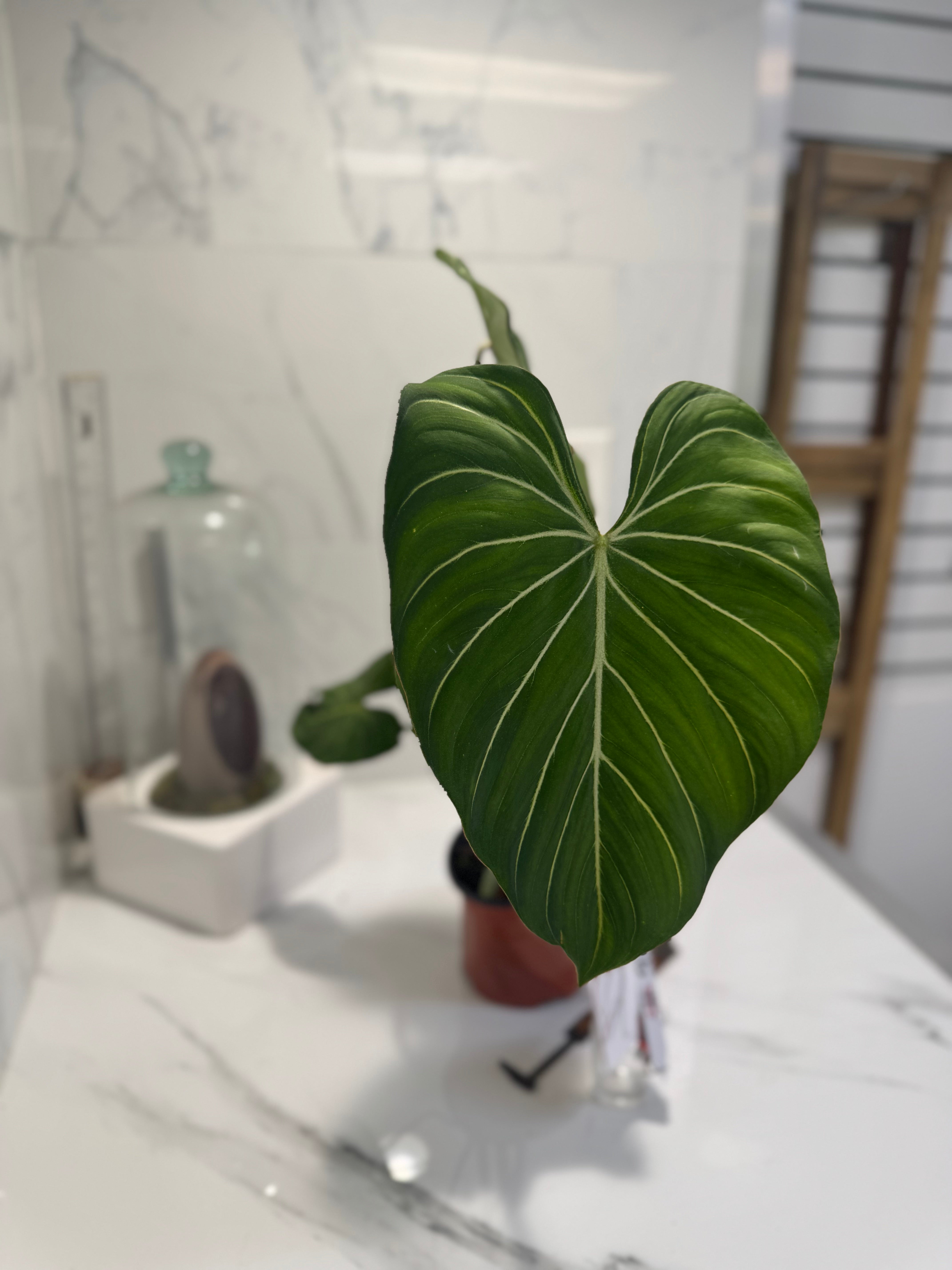 Philodendron Gloriosum #91