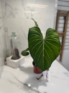 Philodendron Gloriosum #91