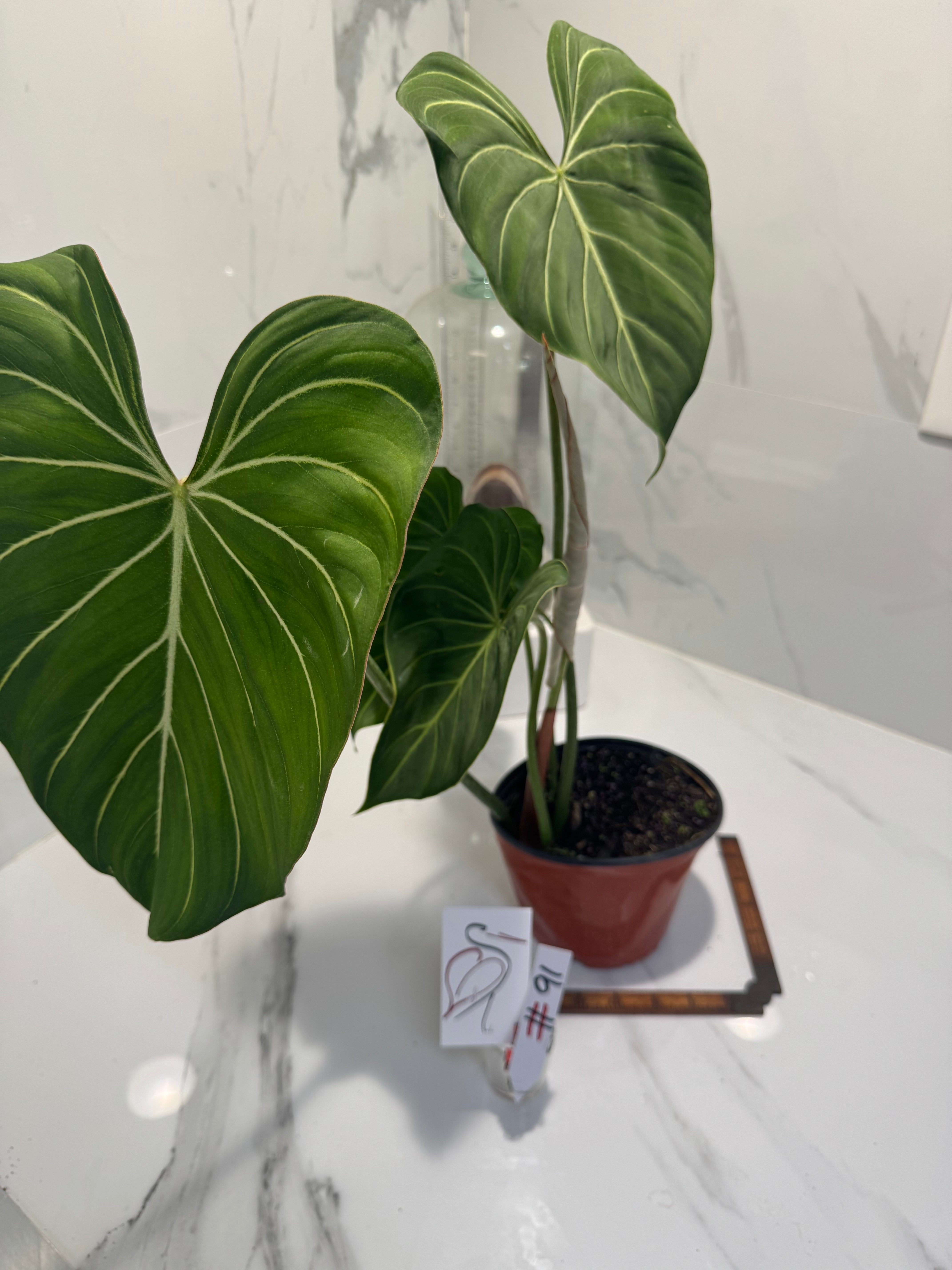 Philodendron Gloriosum #91