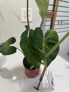Philodendron Gloriosum #91