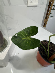 Philodendron Gloriosum #91