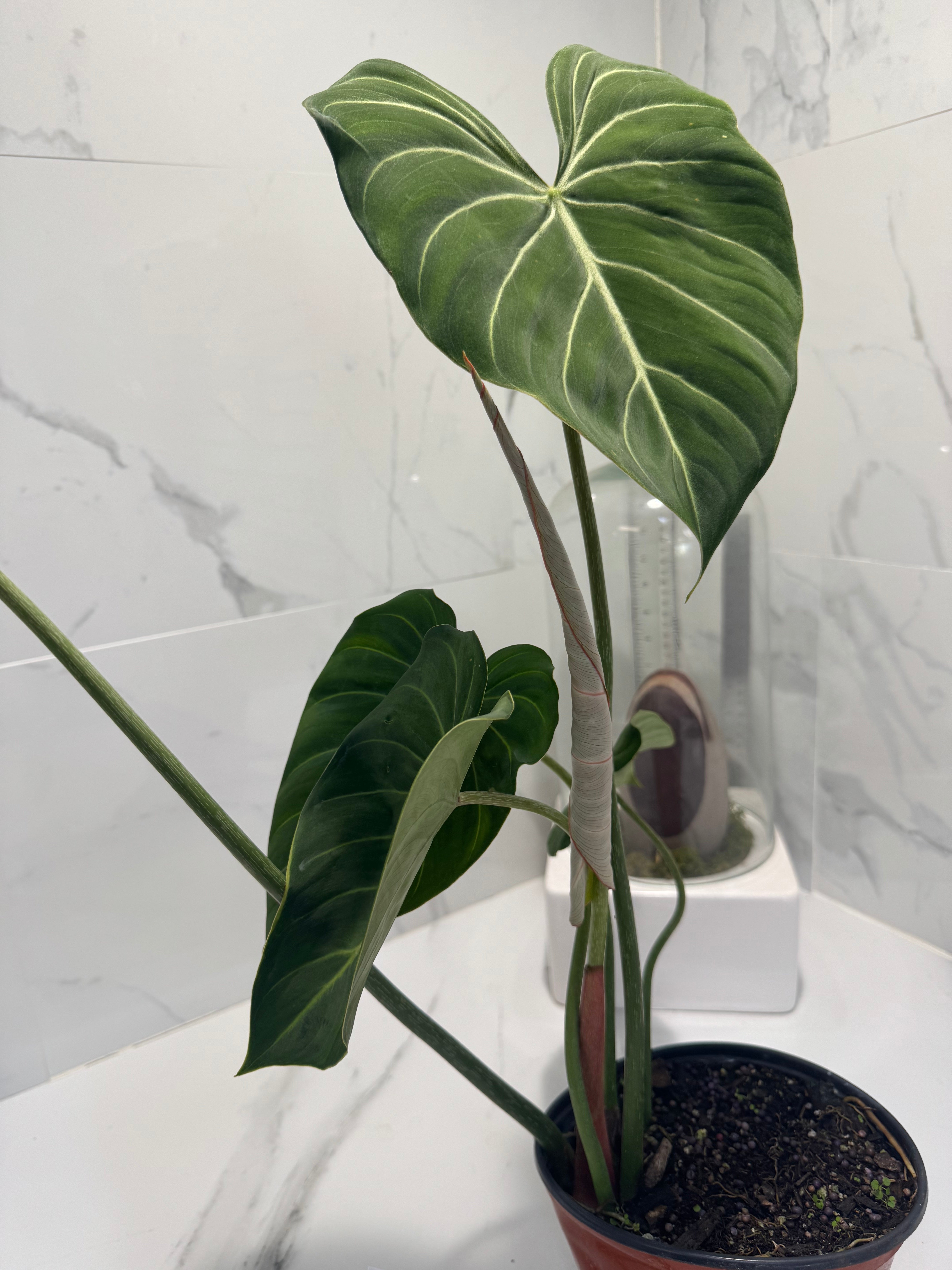 Philodendron Gloriosum #91