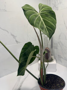 Philodendron Gloriosum #91