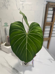 Philodendron Gloriosum #91