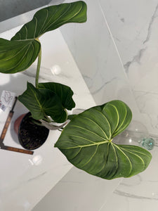 Philodendron Gloriosum #91
