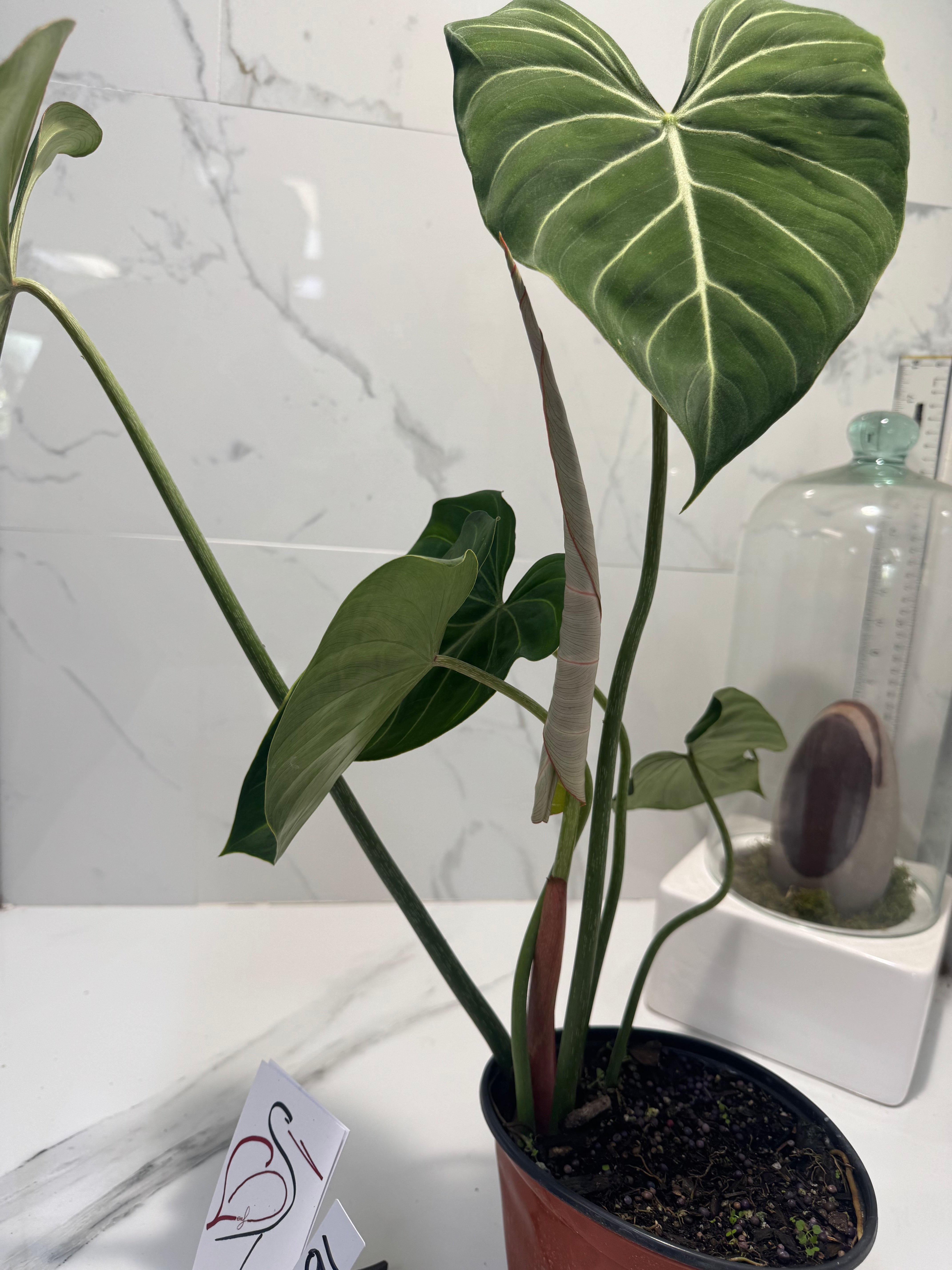 Philodendron Gloriosum #91