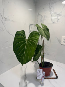 Philodendron Gloriosum #91