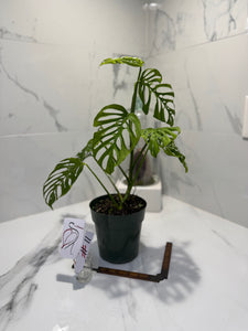 Monstera Adansonii Fairchild Double Windows #11