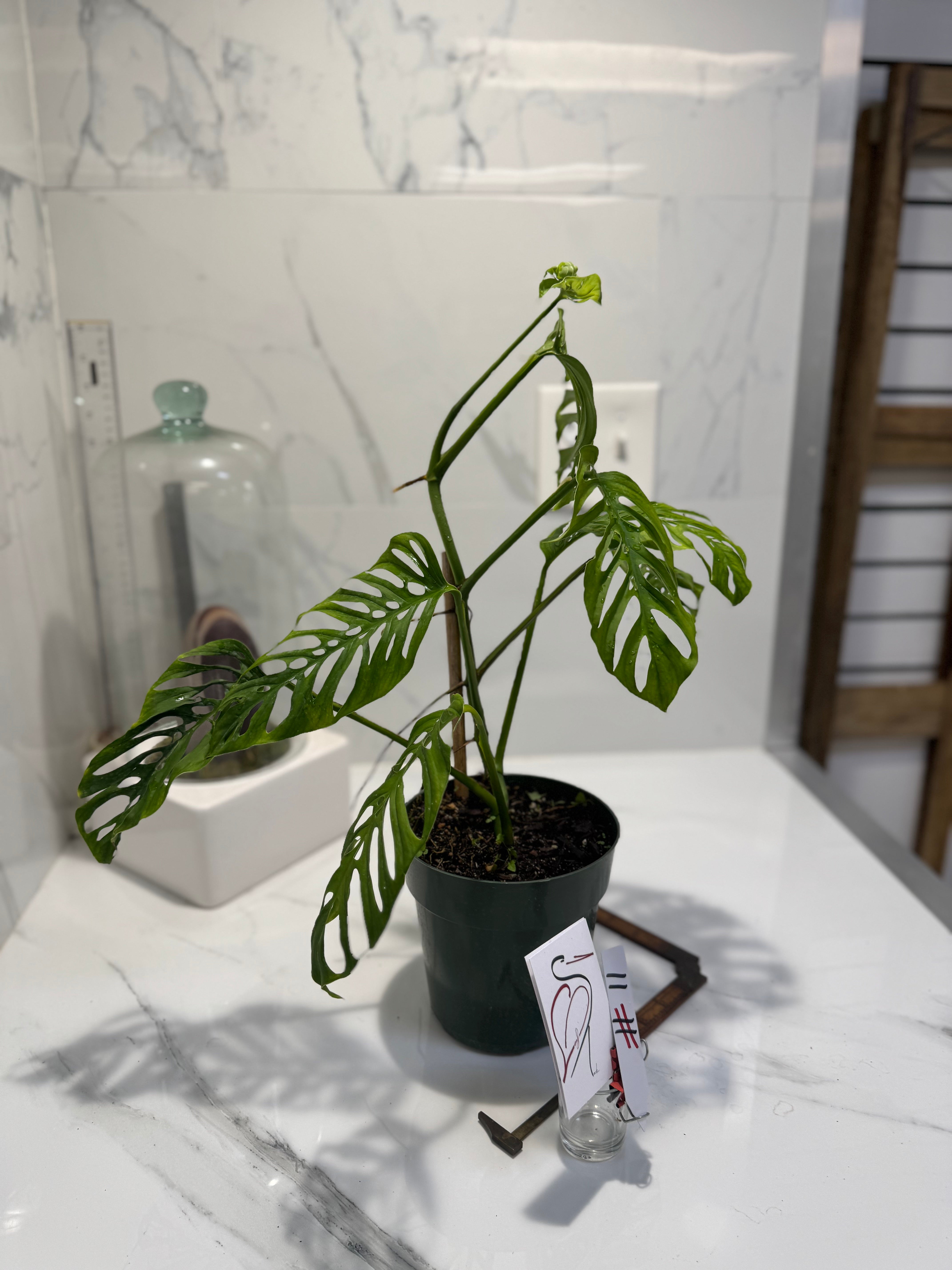 Monstera Adansonii Fairchild Double Windows #11