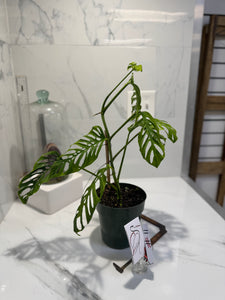 Monstera Adansonii Fairchild Double Windows #11