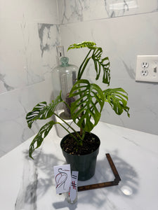 Monstera Adansonii Fairchild Double Windows #11