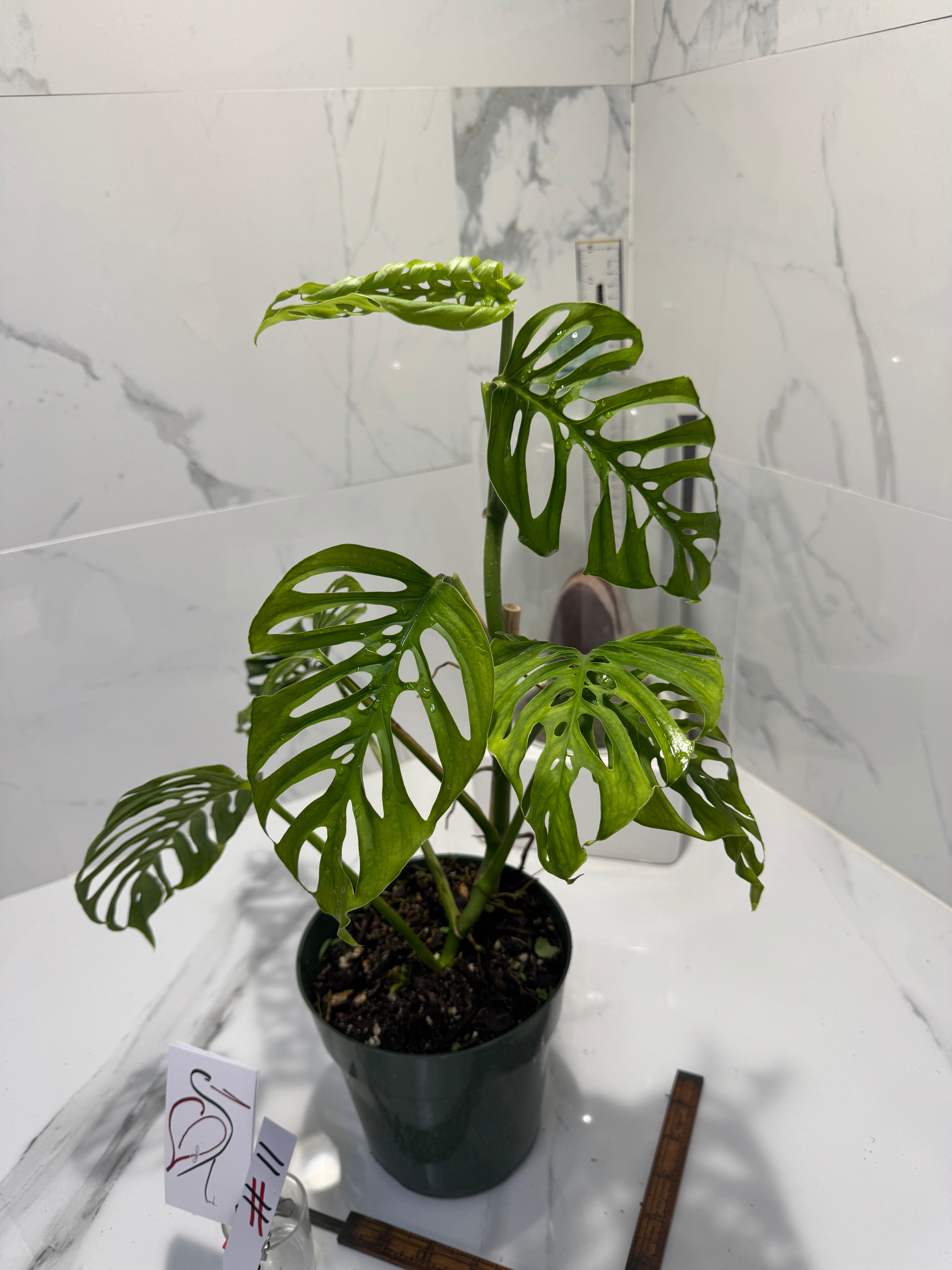 Monstera Adansonii Fairchild Double Windows #11