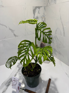 Monstera Adansonii Fairchild Double Windows #11
