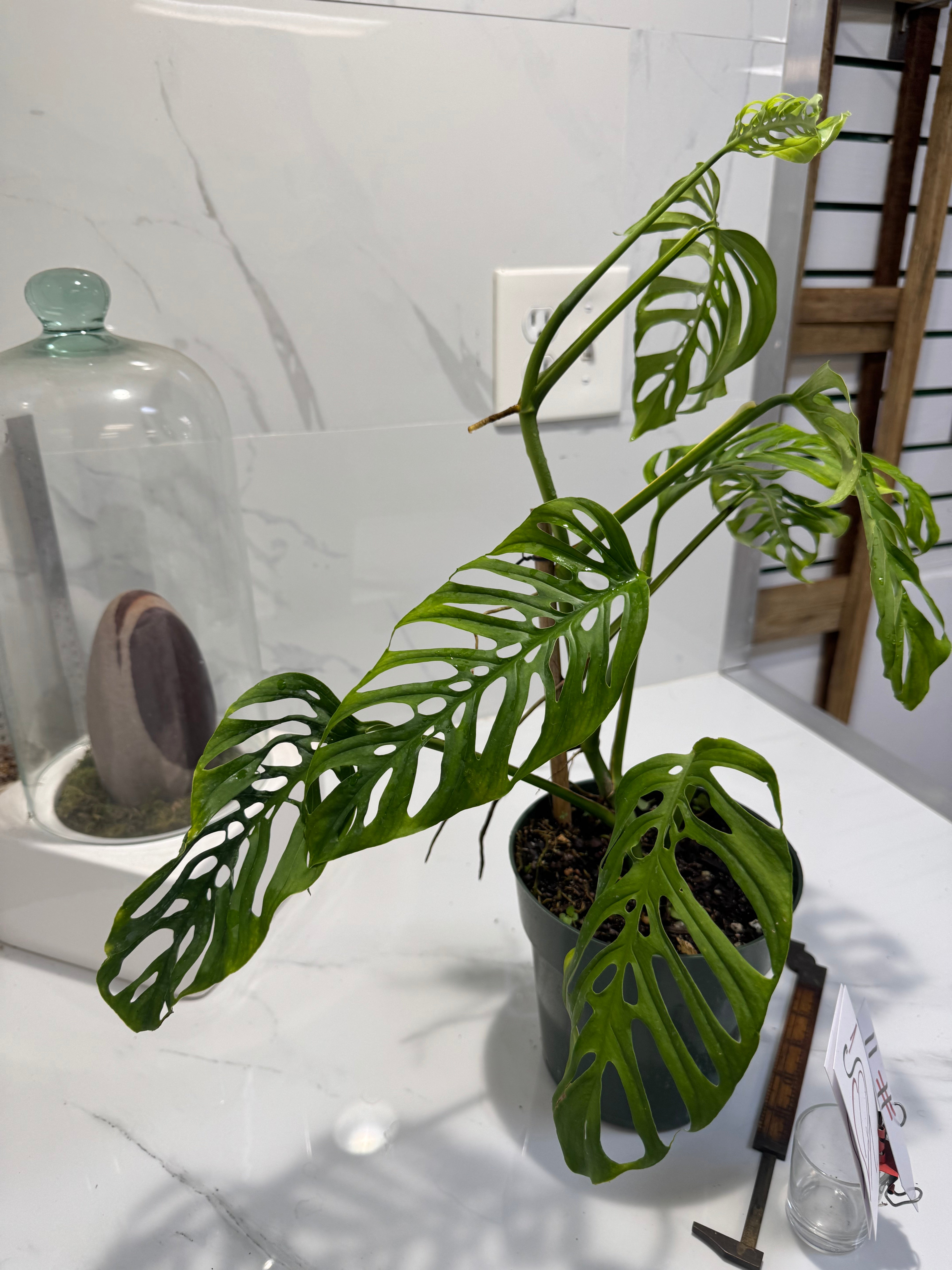 Monstera Adansonii Fairchild Double Windows #11