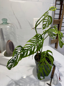 Monstera Adansonii Fairchild Double Windows #11