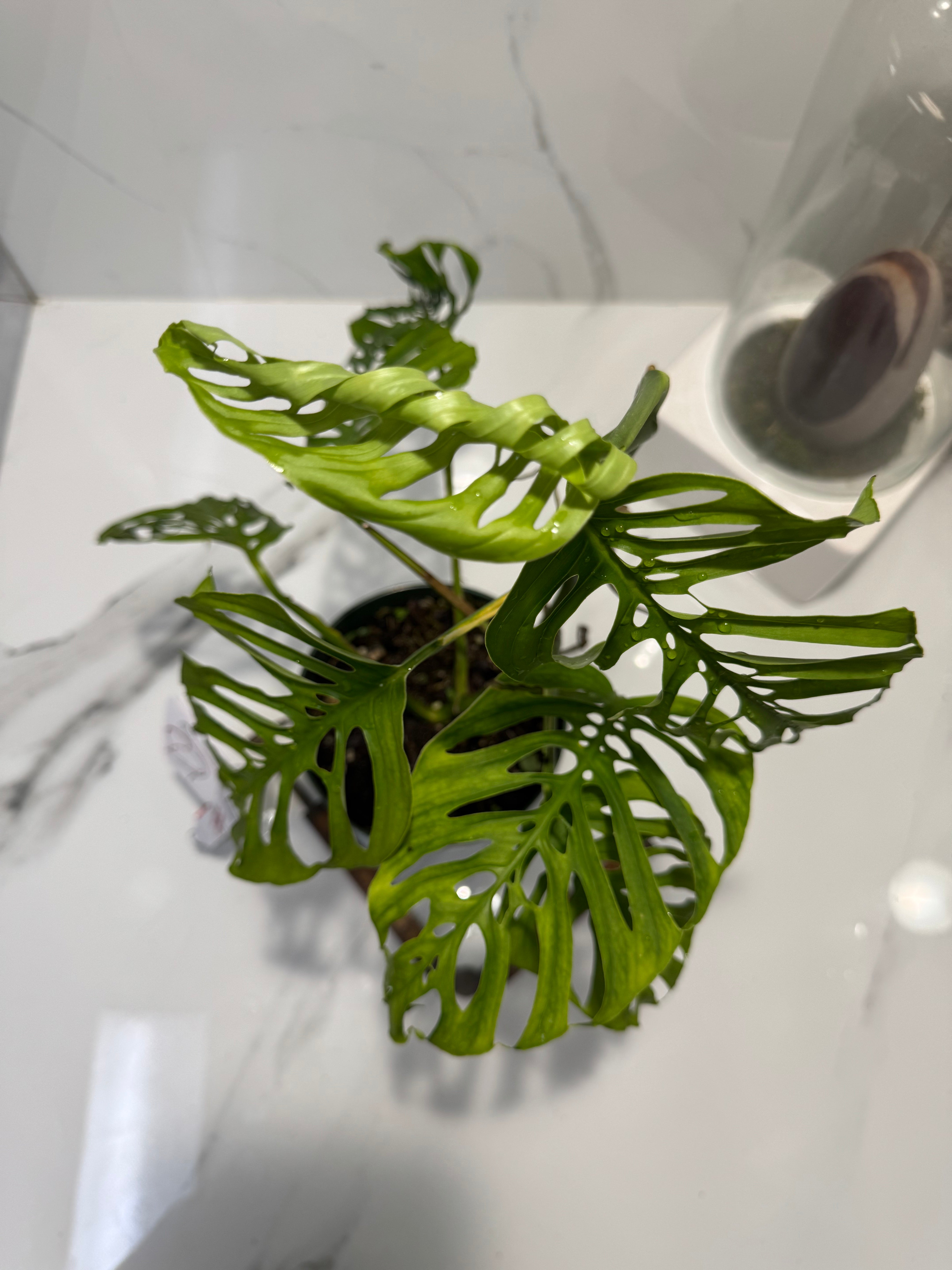 Monstera Adansonii Fairchild Double Windows #11