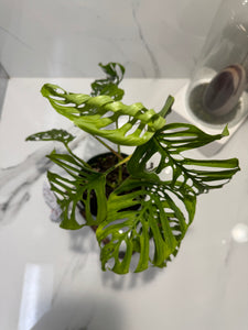 Monstera Adansonii Fairchild Double Windows #11