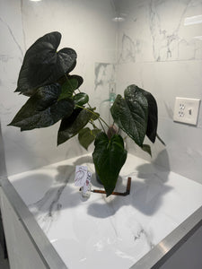 Anthurium Queen of Hearts #25