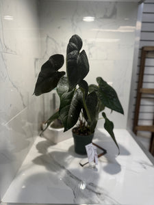 Anthurium Queen of Hearts #25