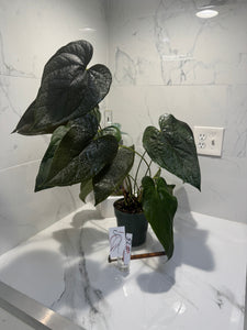 Anthurium Queen of Hearts #25