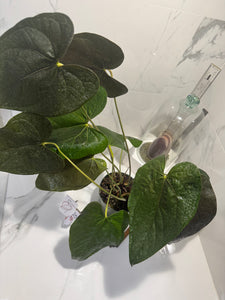 Anthurium Queen of Hearts #25