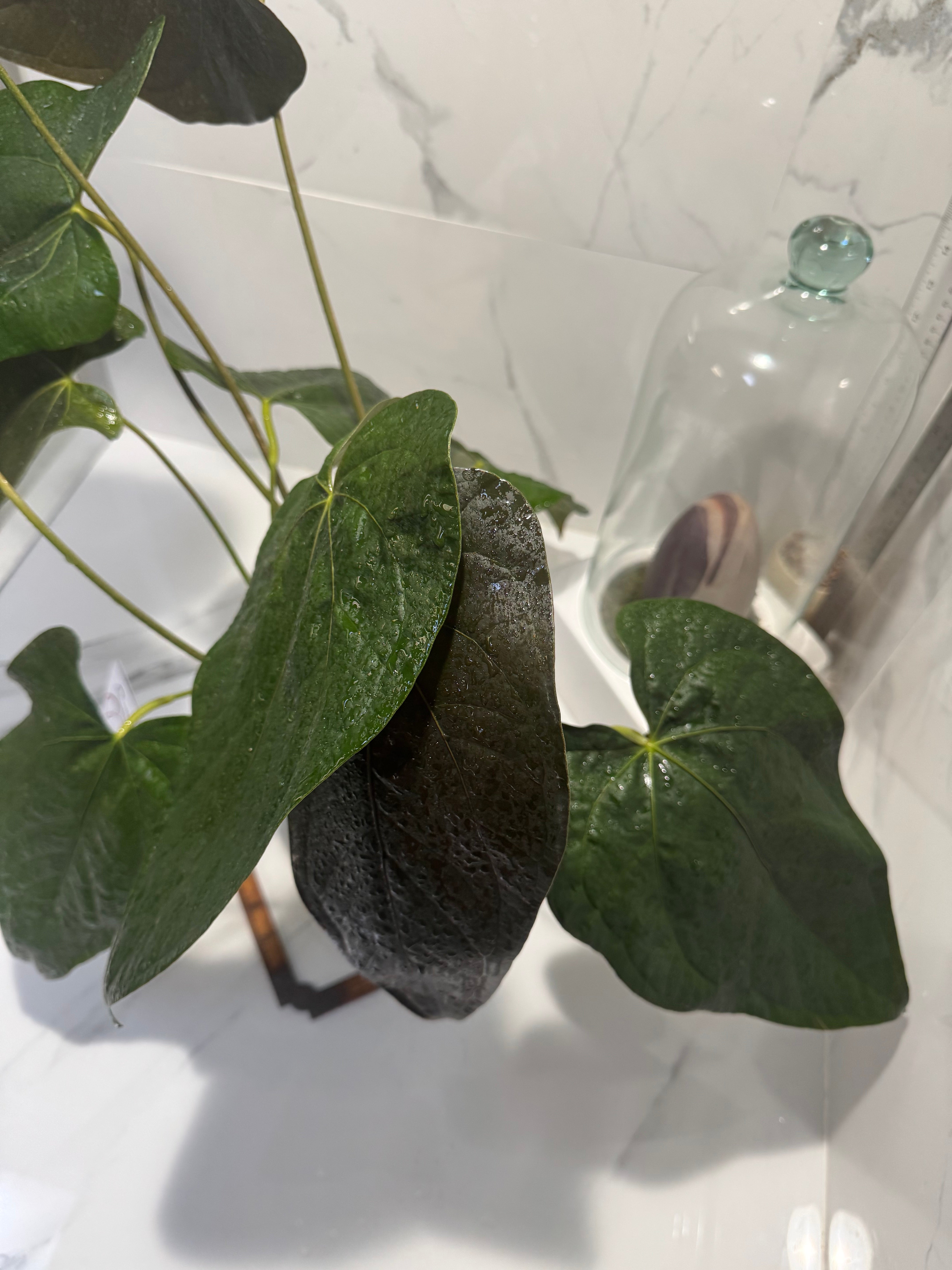 Anthurium Queen of Hearts #25