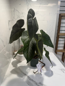 Anthurium Queen of Hearts #25