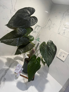 Anthurium Queen of Hearts #25