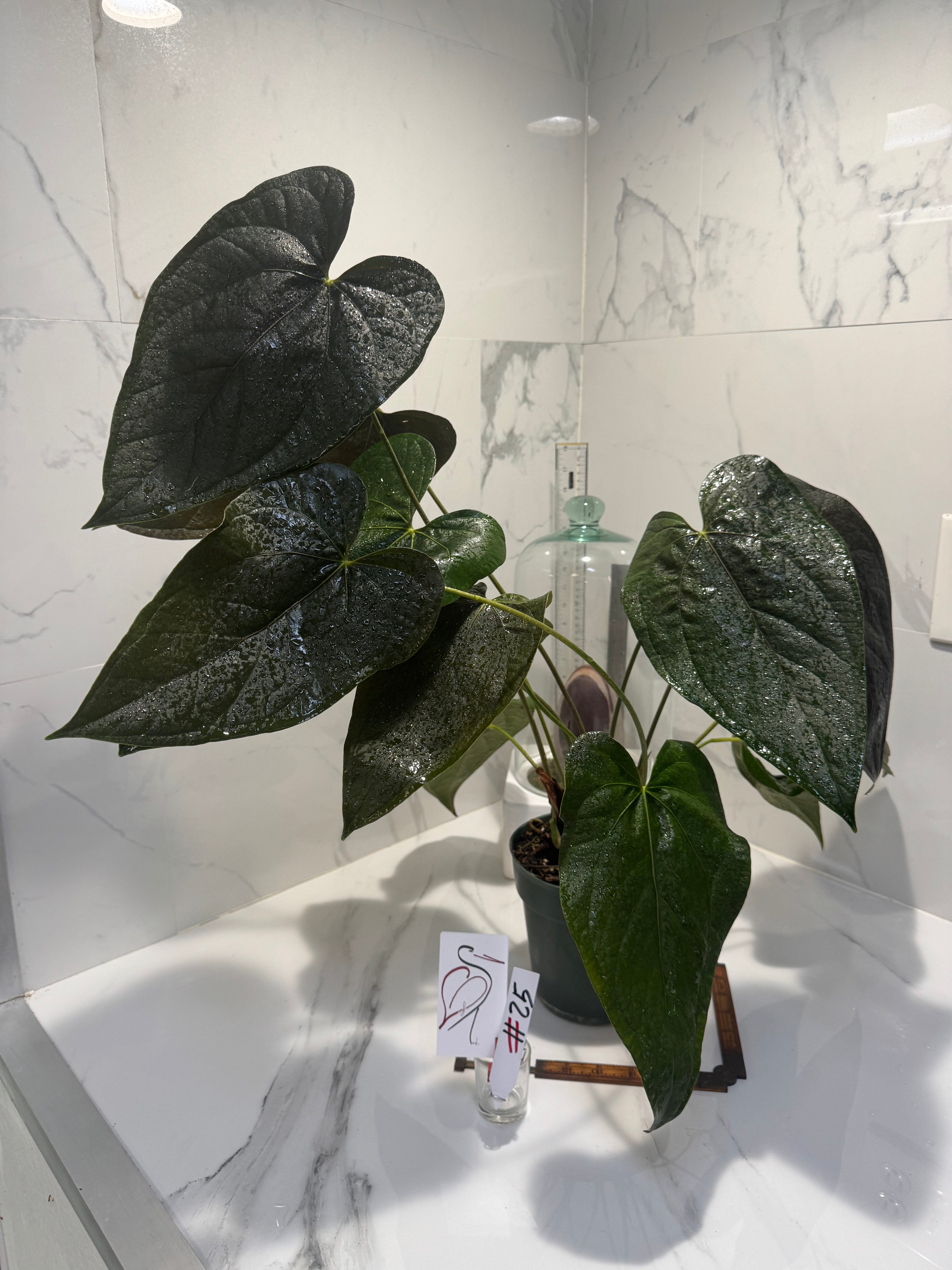 Anthurium Queen of Hearts #25