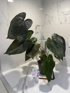 Anthurium Queen of Hearts #25