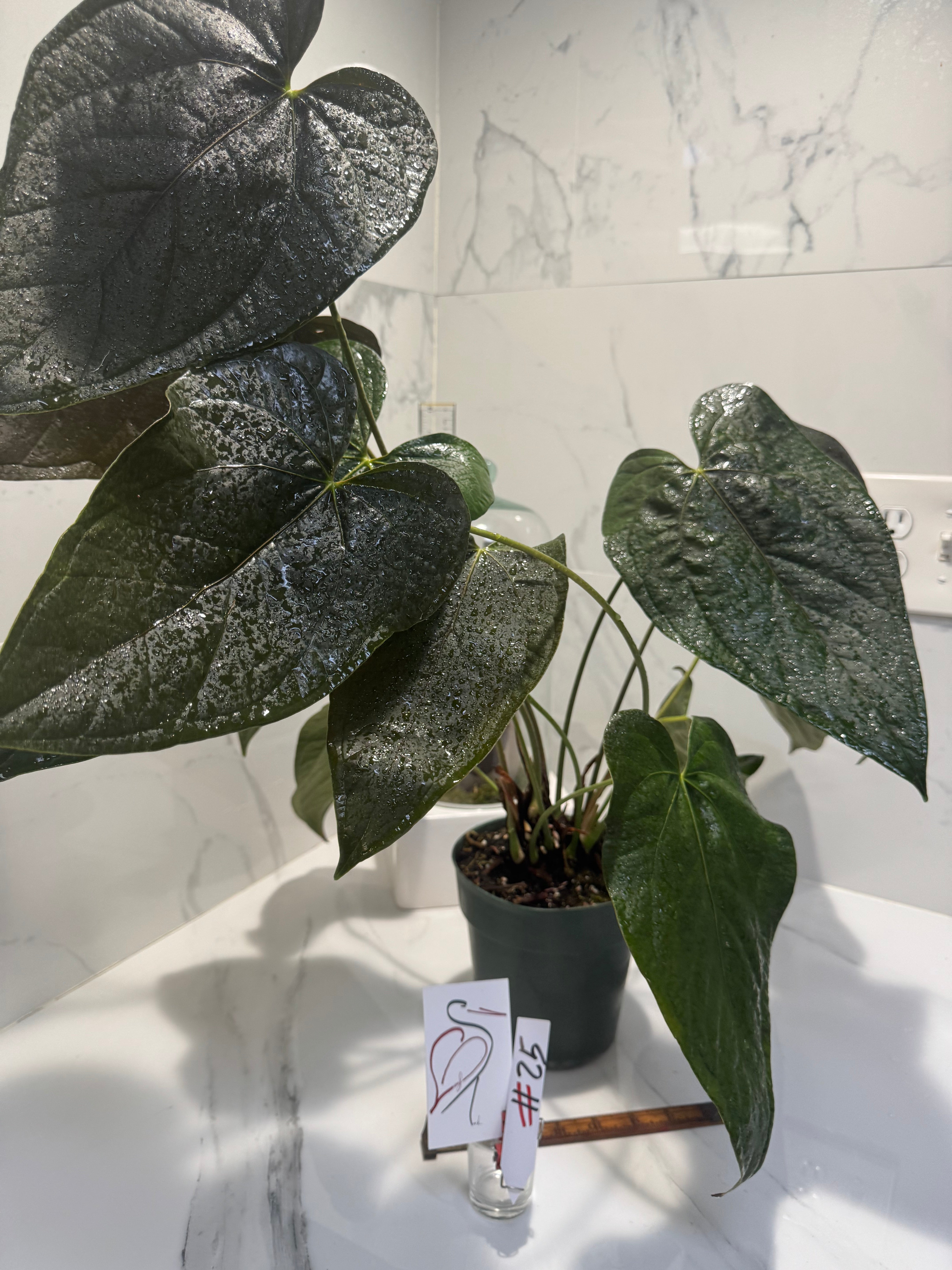 Anthurium Queen of Hearts #25
