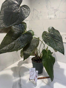 Anthurium Queen of Hearts #25