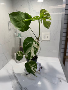 Monstera Borsigiana albo-variegata #35