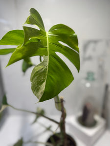 Monstera Borsigiana albo-variegata #35