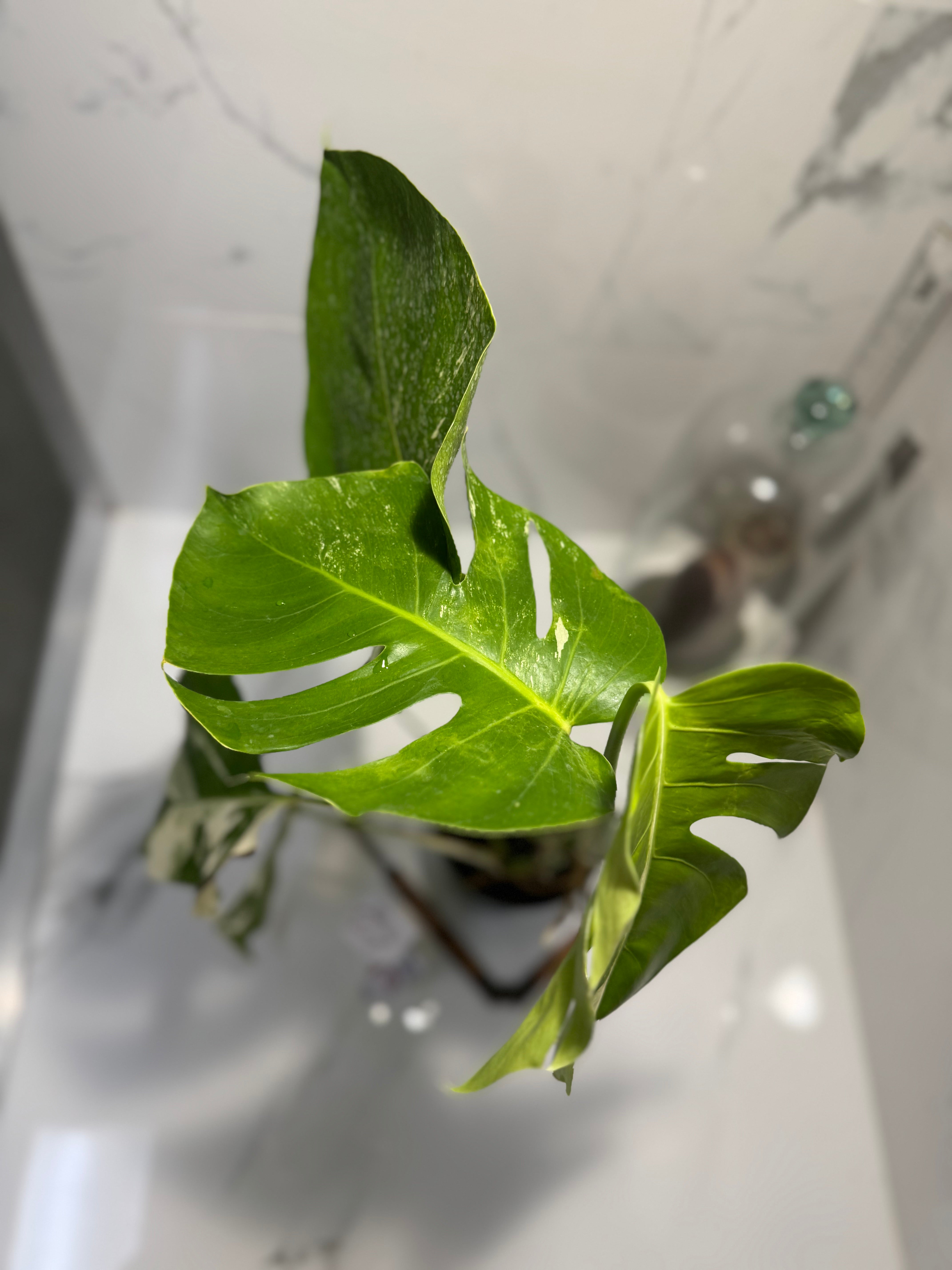 Monstera Borsigiana albo-variegata #35