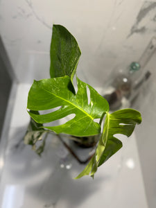 Monstera Borsigiana albo-variegata #35