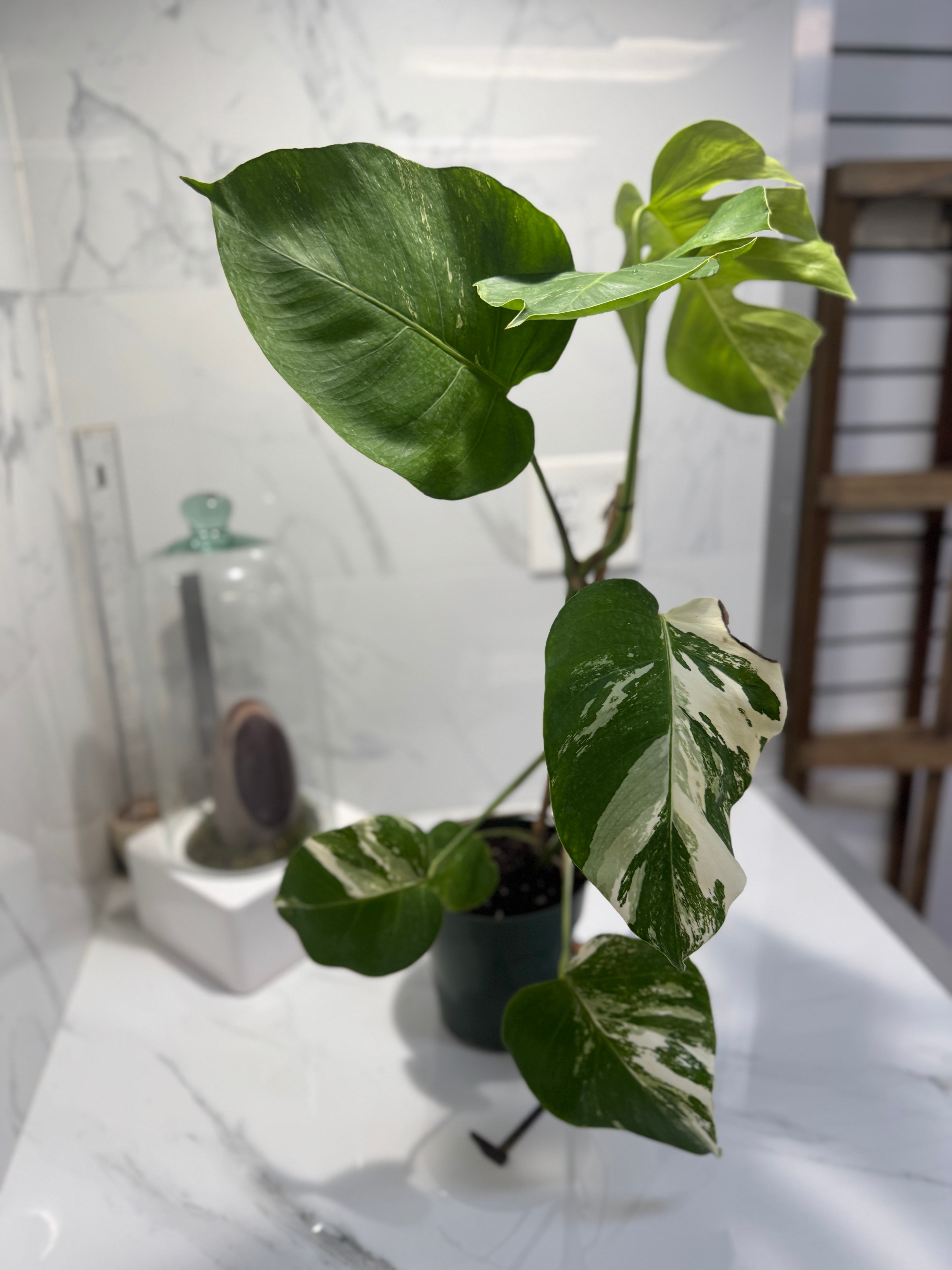 Monstera Borsigiana albo-variegata #35