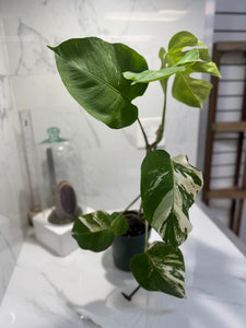 Monstera Borsigiana albo-variegata #35