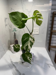 Monstera Borsigiana albo-variegata #35