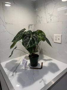 Anthurium Crystallinum #11