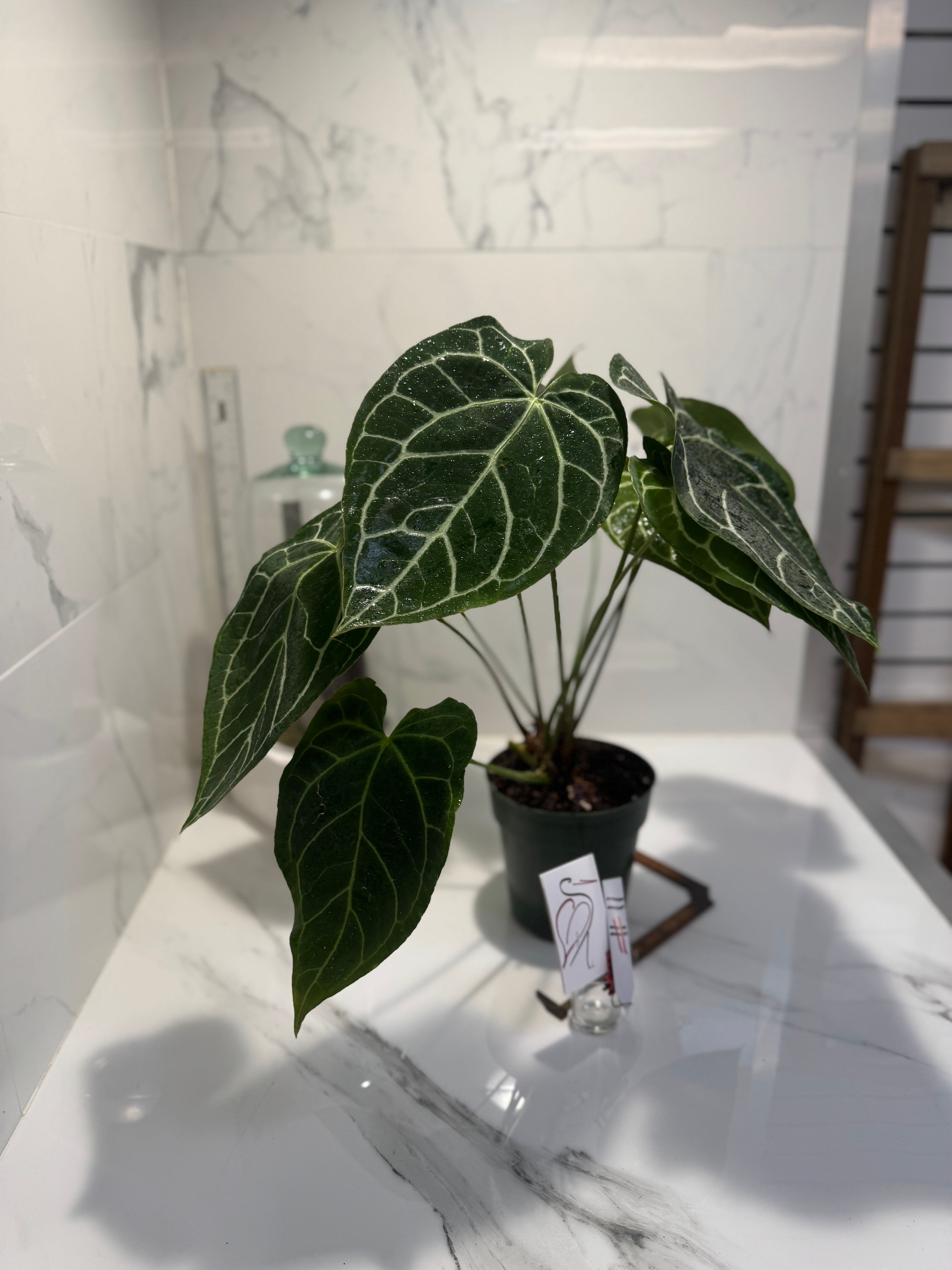 Anthurium Crystallinum #11