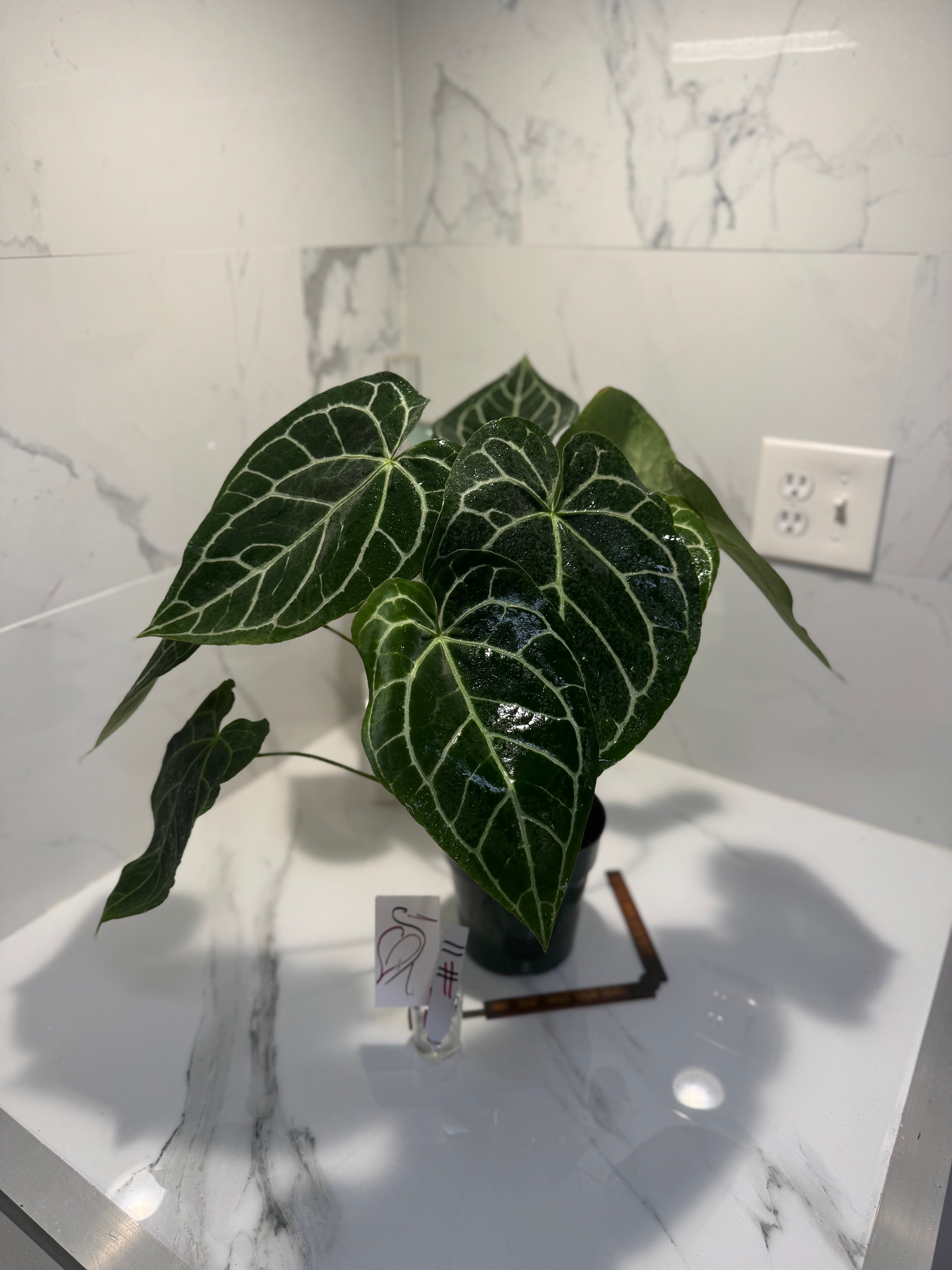 Anthurium Crystallinum #11