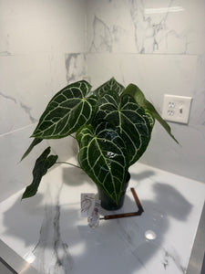Anthurium Crystallinum #11
