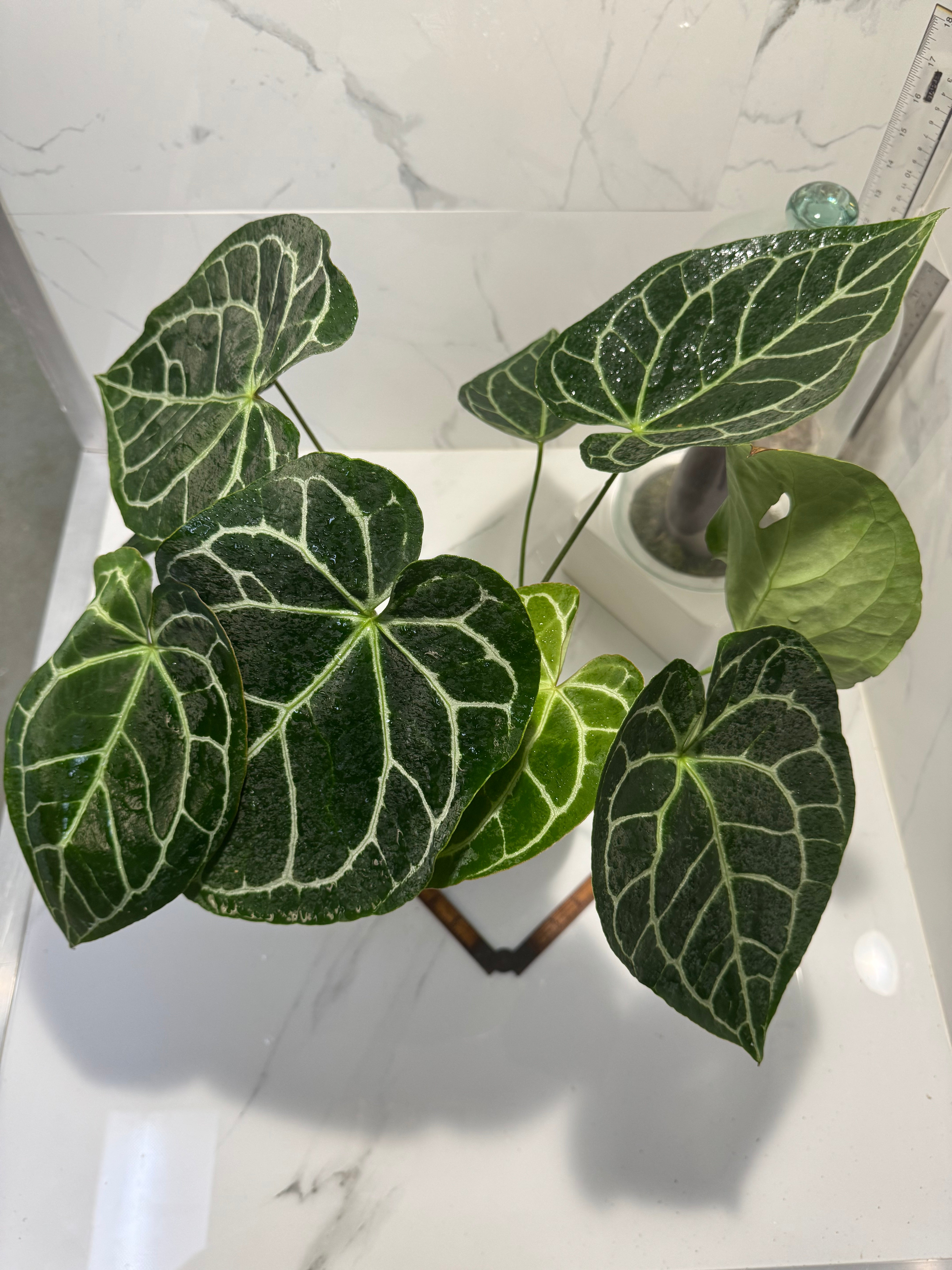 Anthurium Crystallinum #11