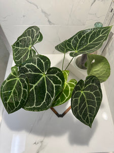 Anthurium Crystallinum #11