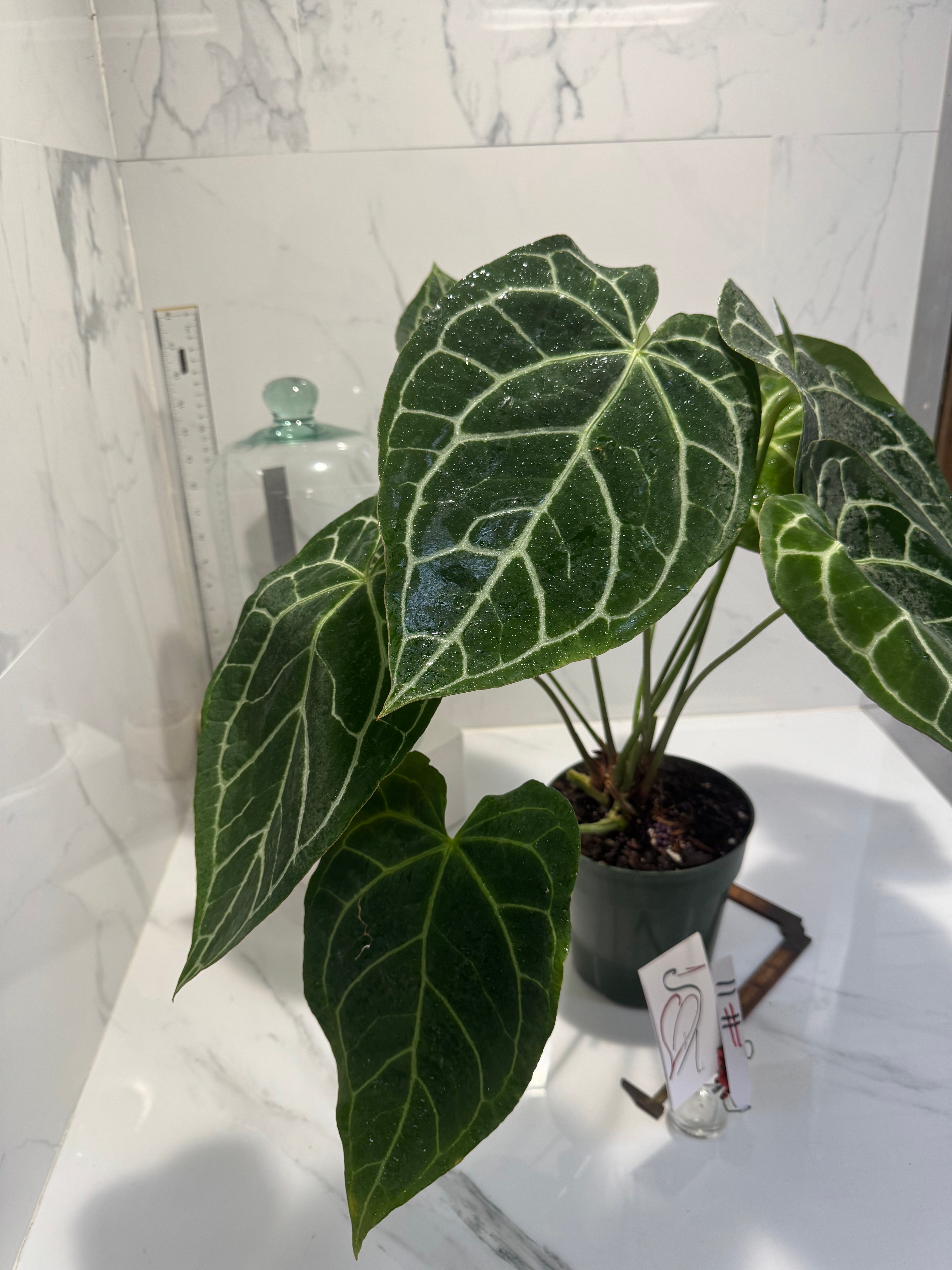 Anthurium Crystallinum #11
